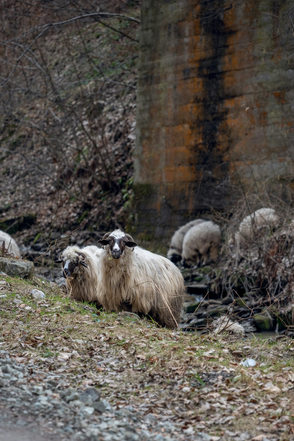 a herd of sheep standing on top of a grass covered hillside