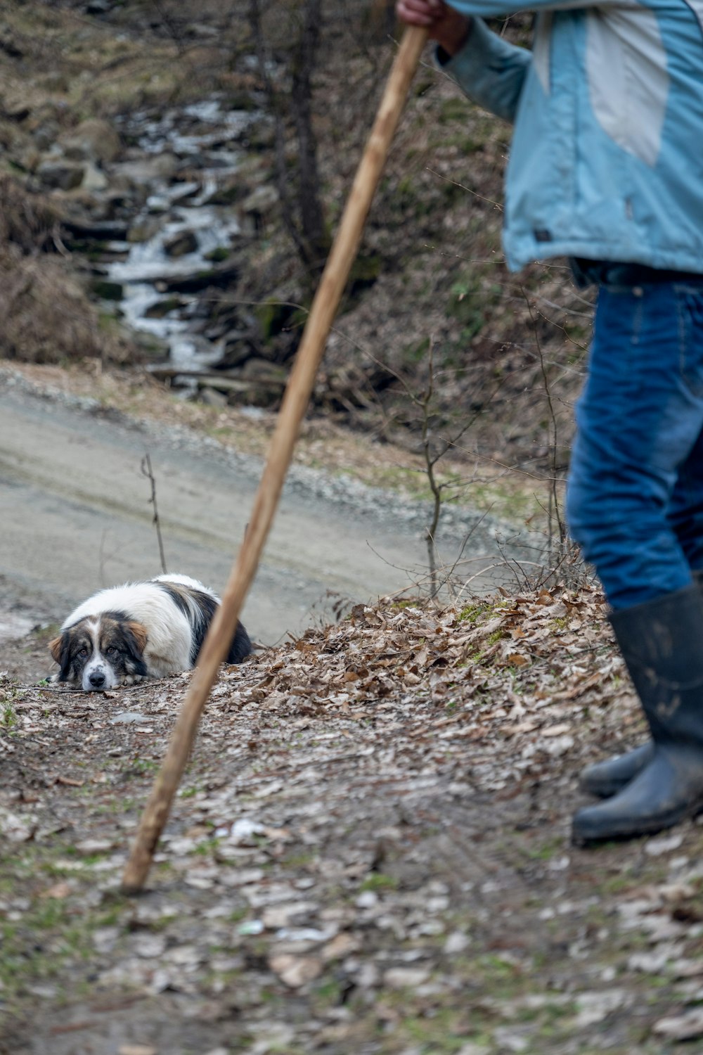 a dog laying on the ground next to a person