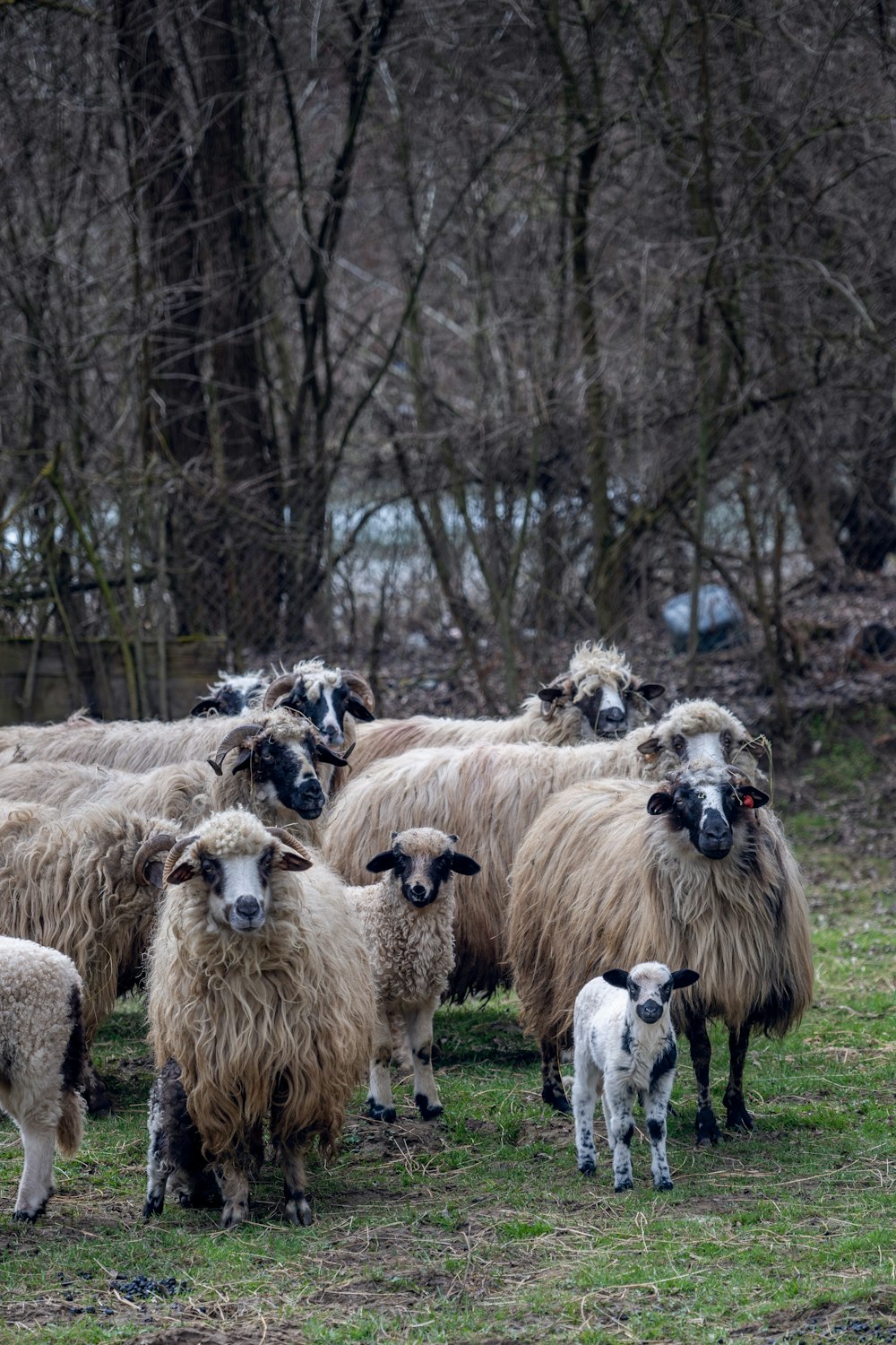 a herd of sheep standing on top of a lush green field