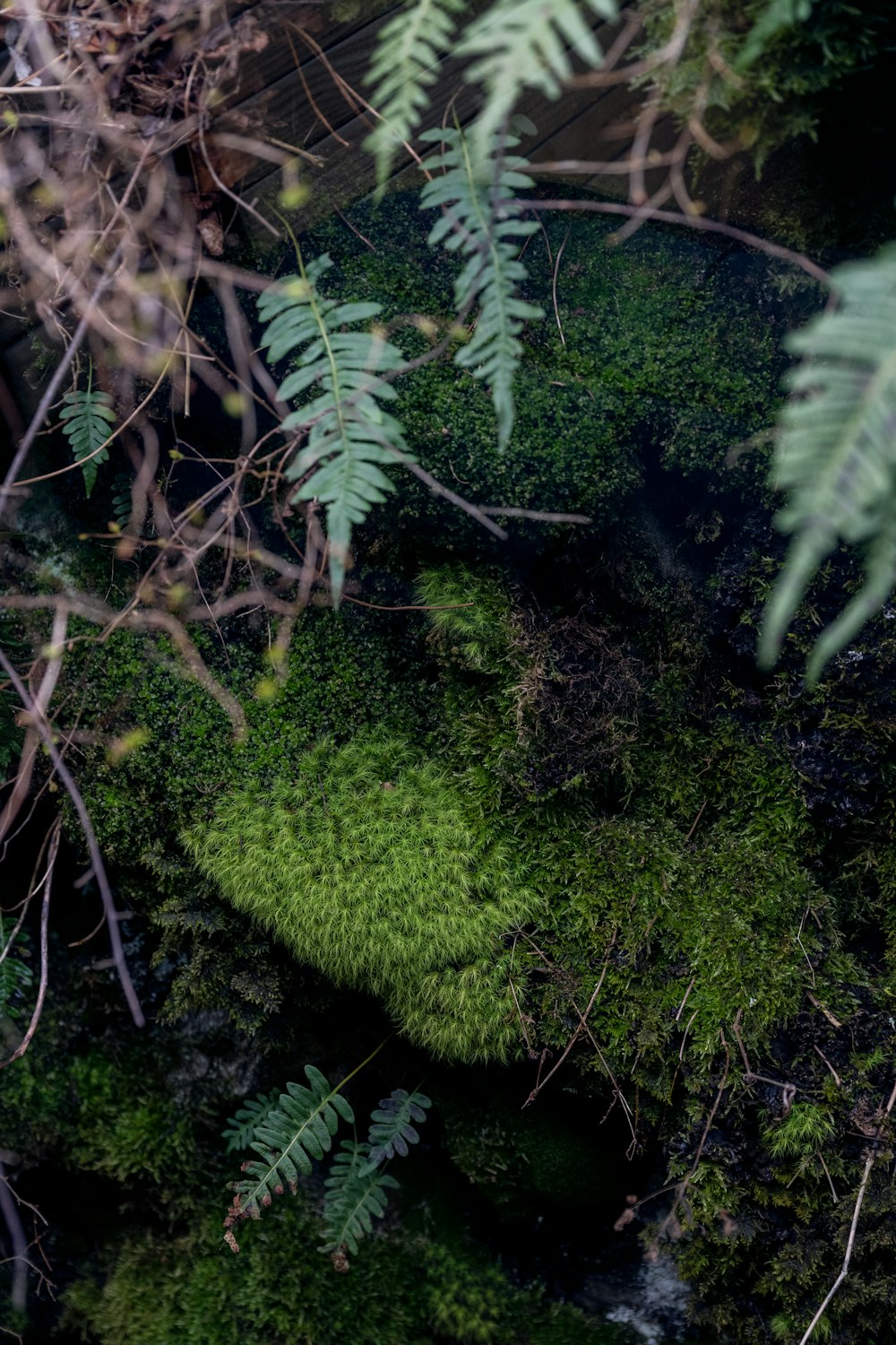 a green moss covered forest with lots of trees