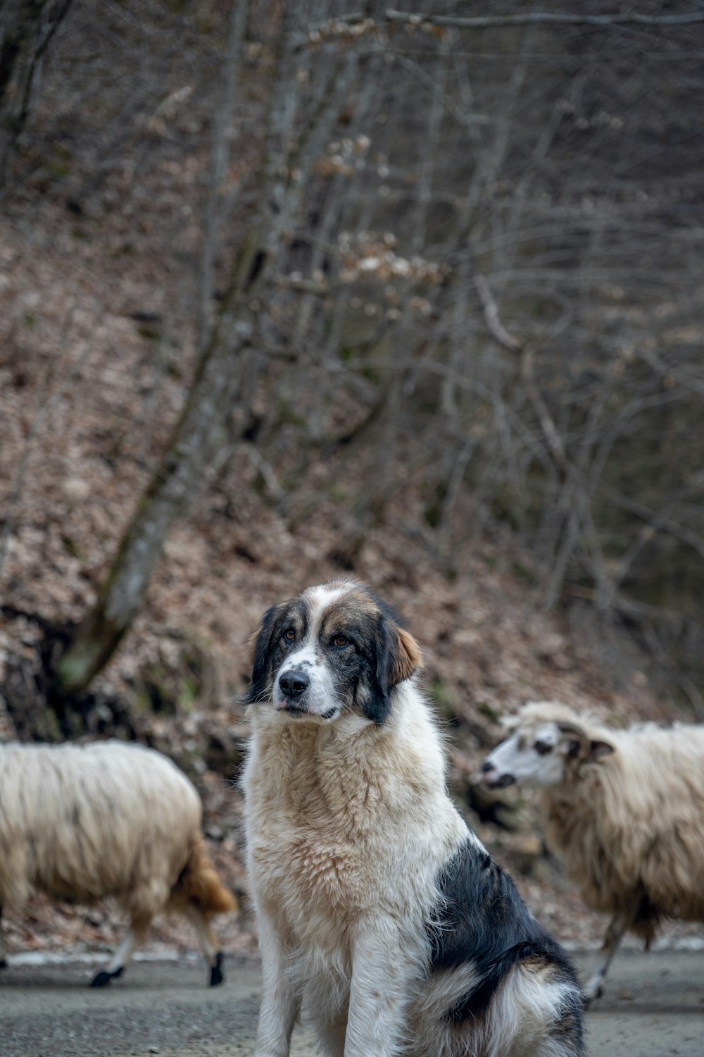 a dog sitting in the middle of a herd of sheep