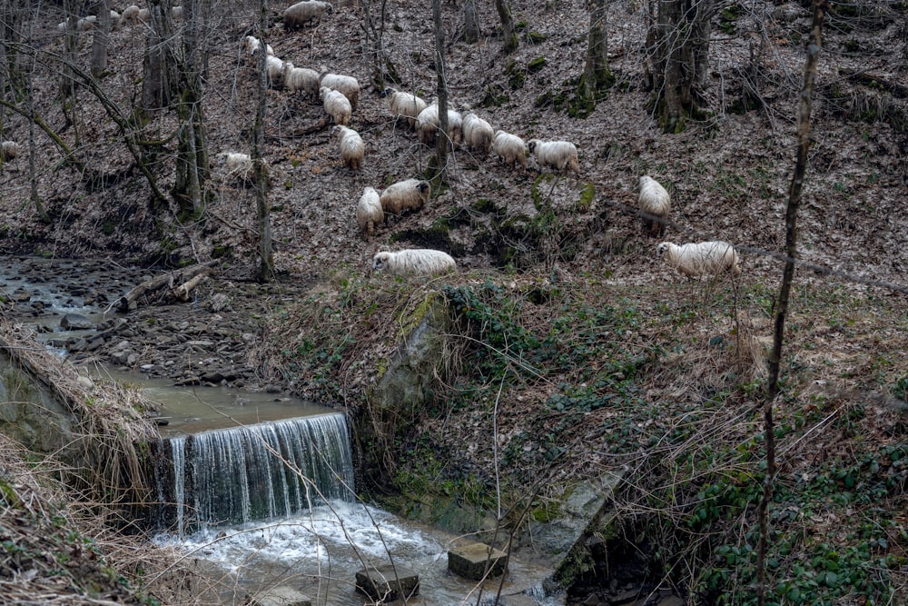 a herd of sheep standing on top of a lush green hillside