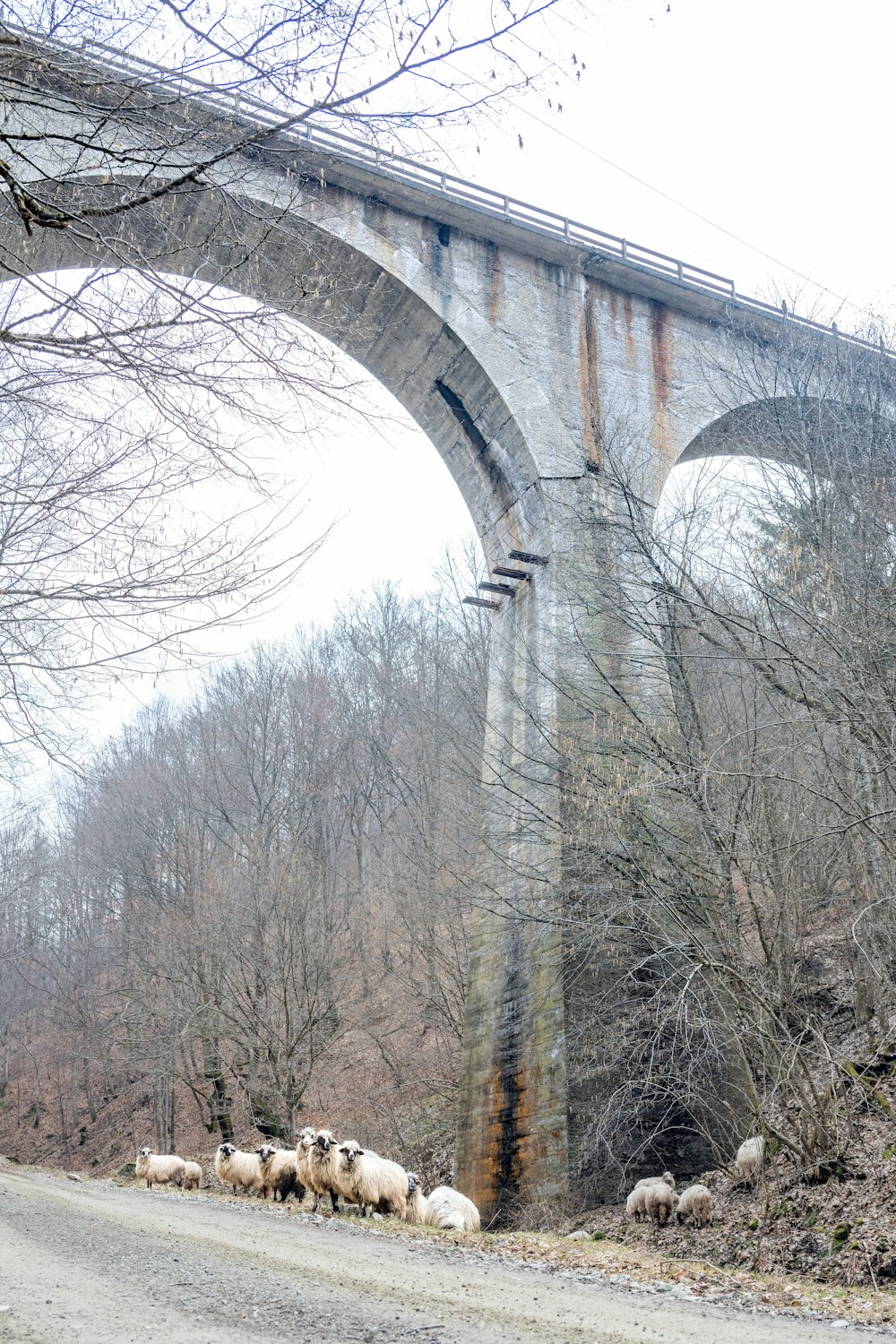 a herd of sheep standing on the side of a road under a bridge