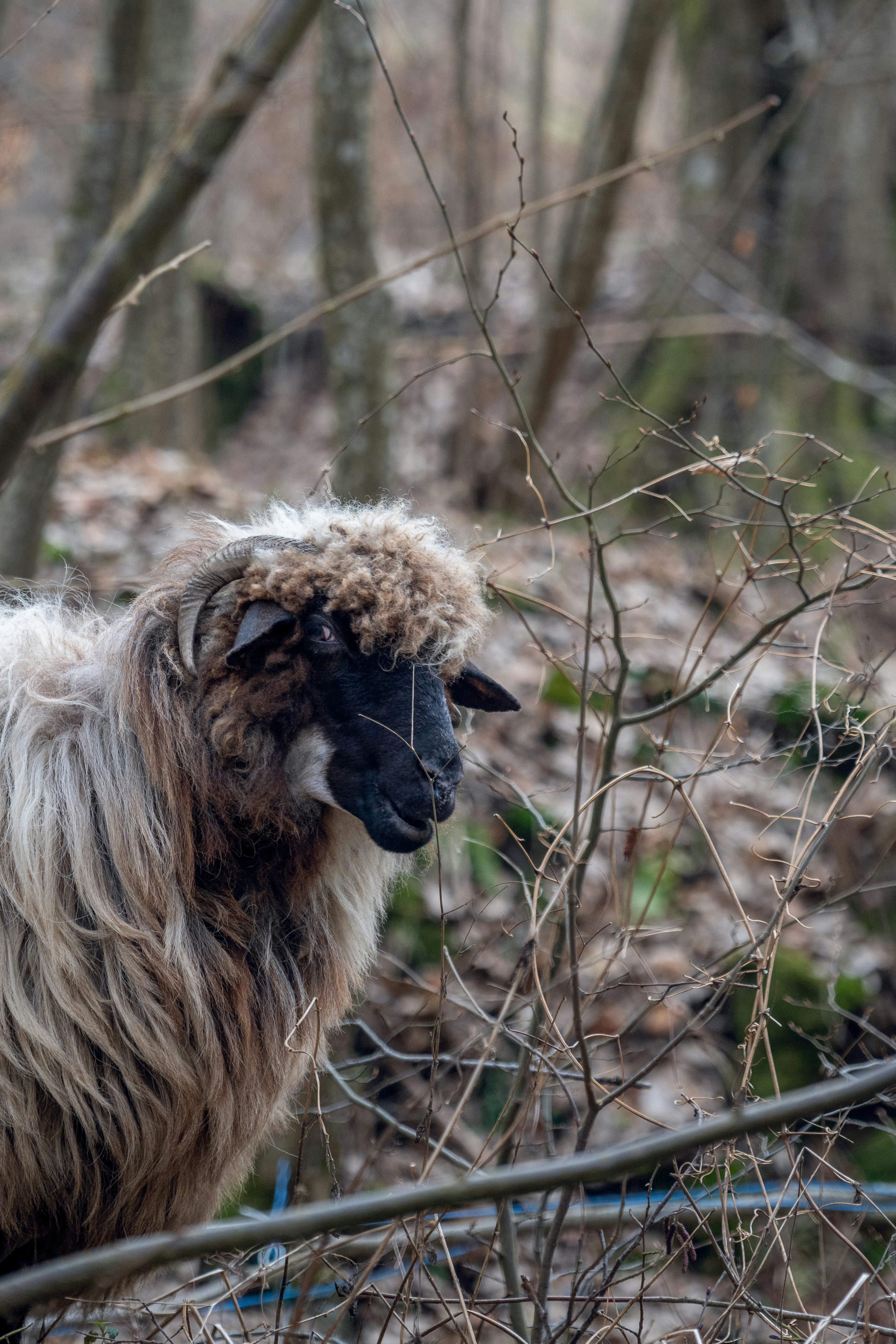 A sheep is standing in the woods by itself photo – Free Free images ...