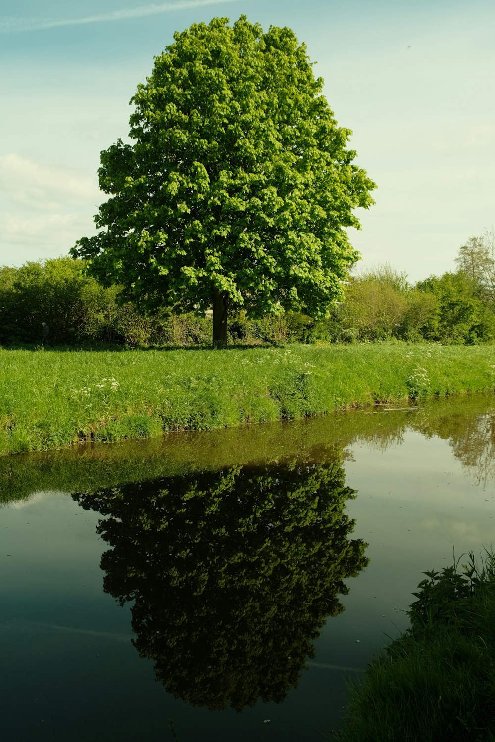 a large tree is reflected in the water