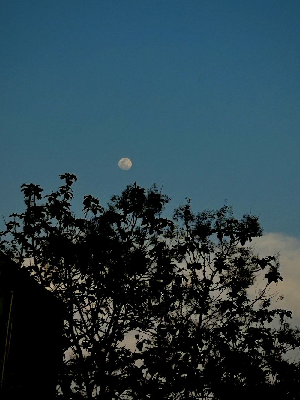 a full moon seen through the branches of a tree