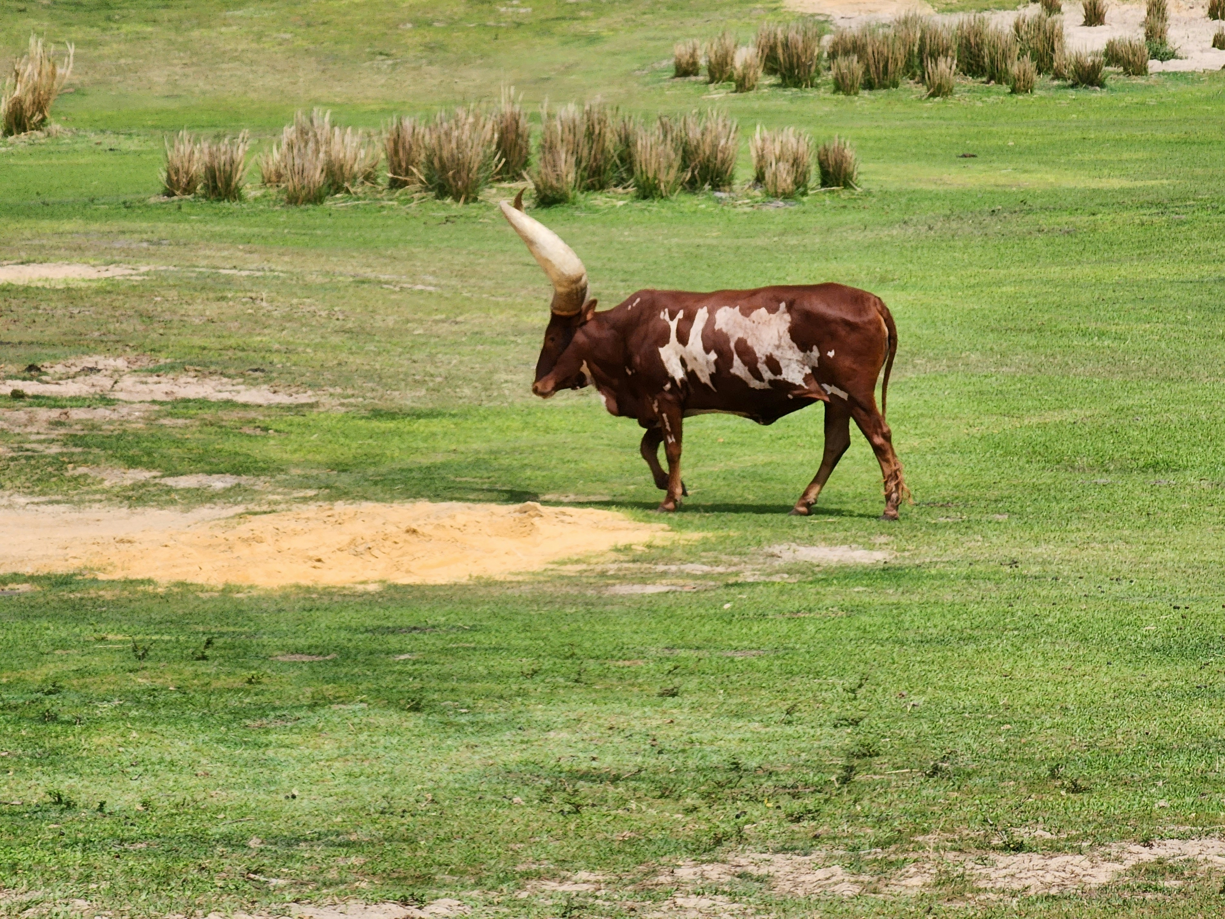 Large tan and white Simmental breeding bull in a Colombian llanos pasture, strong posture