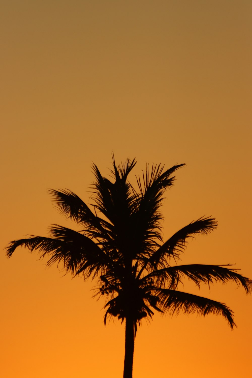 a silhouette of a palm tree against a sunset
