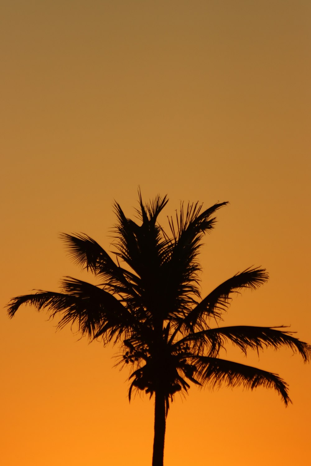 una silueta de una palmera contra una puesta de sol