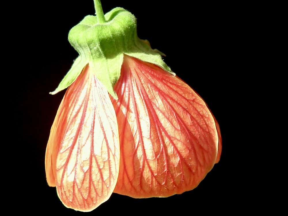 a close up of a flower on a black background