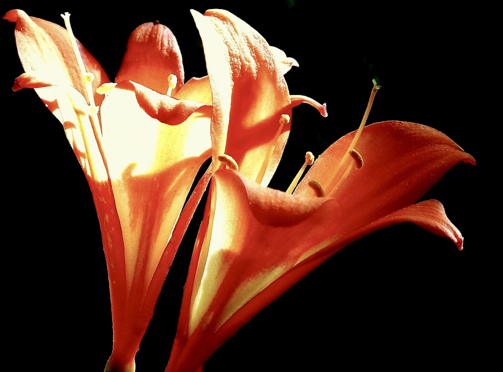 a close up of a flower on a black background