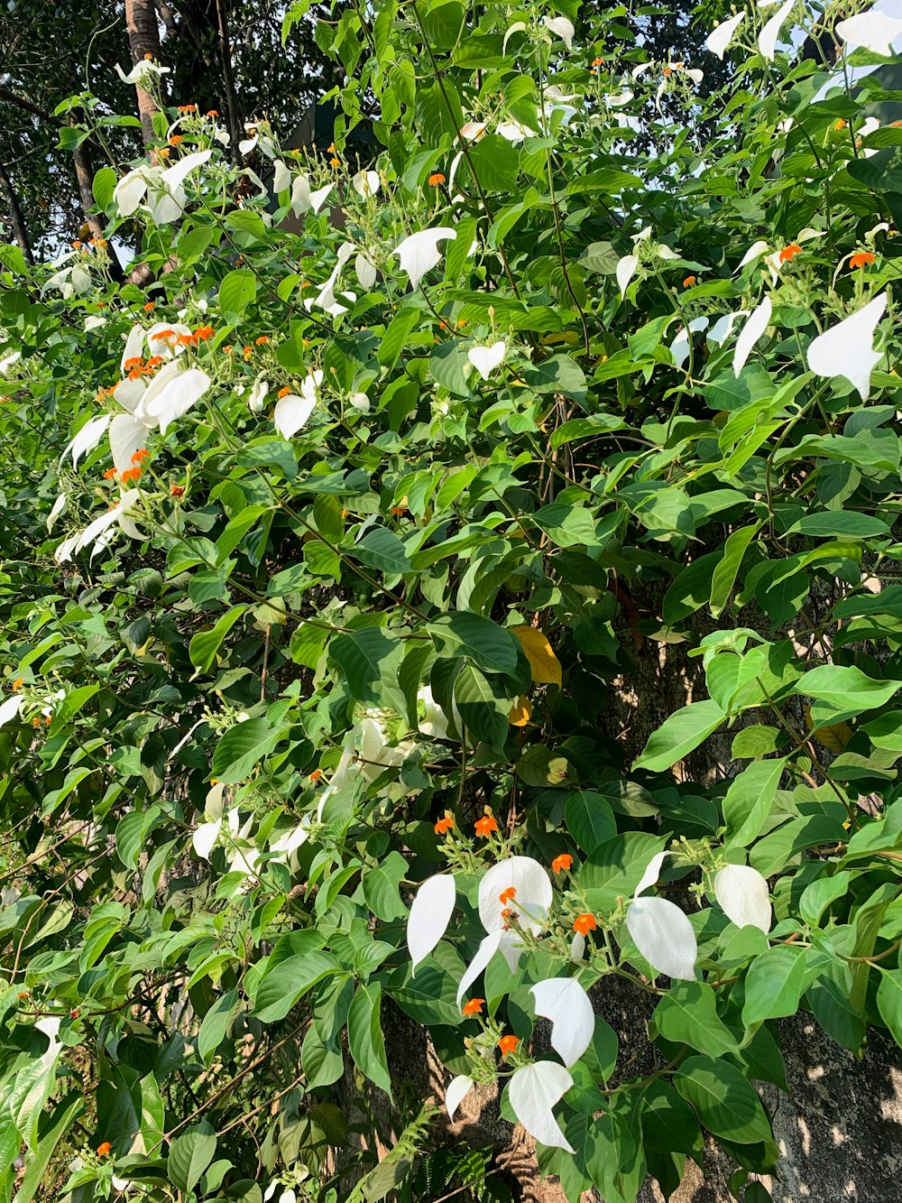 a bunch of flowers that are growing on a tree