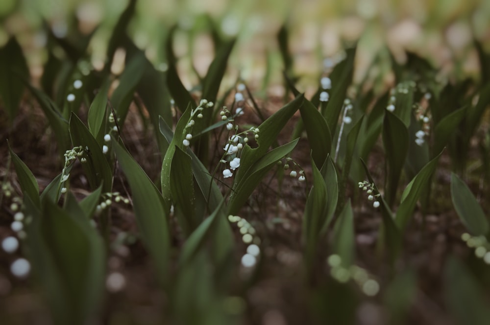 a bunch of flowers that are in the dirt