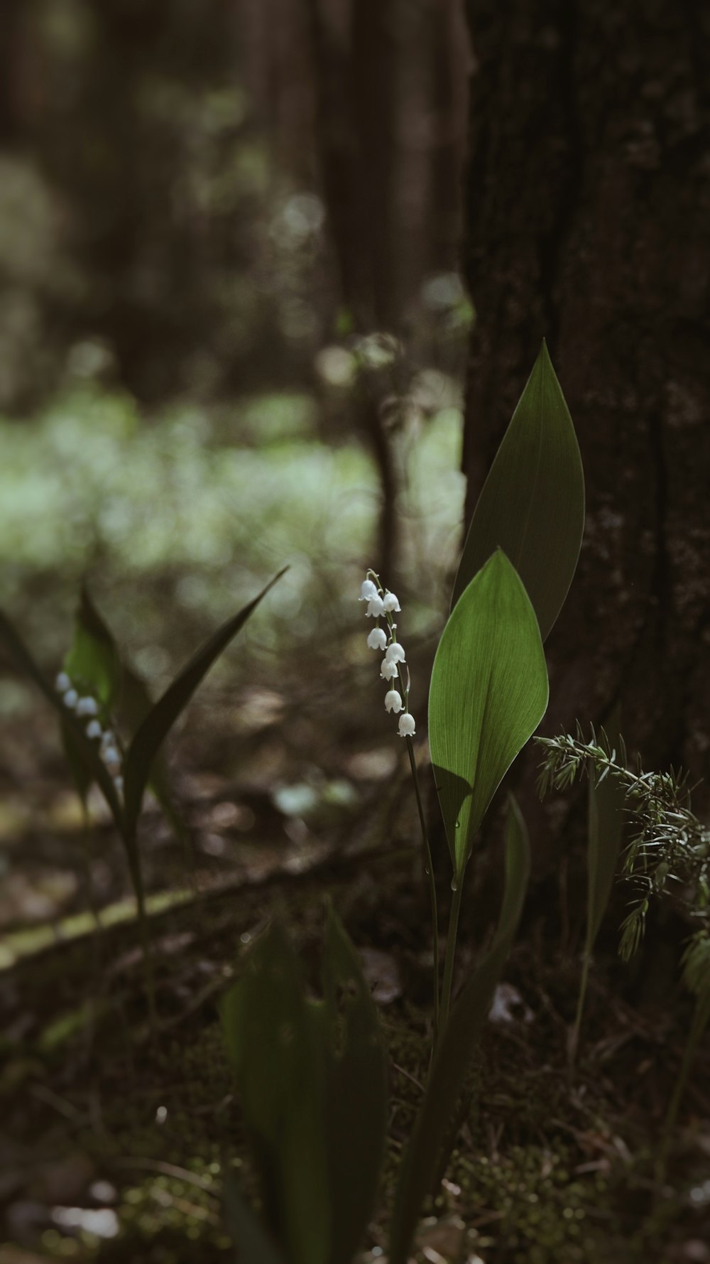 a group of flowers that are next to a tree