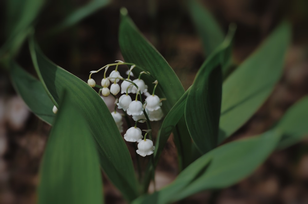 a close up of a flower with leaves in the background