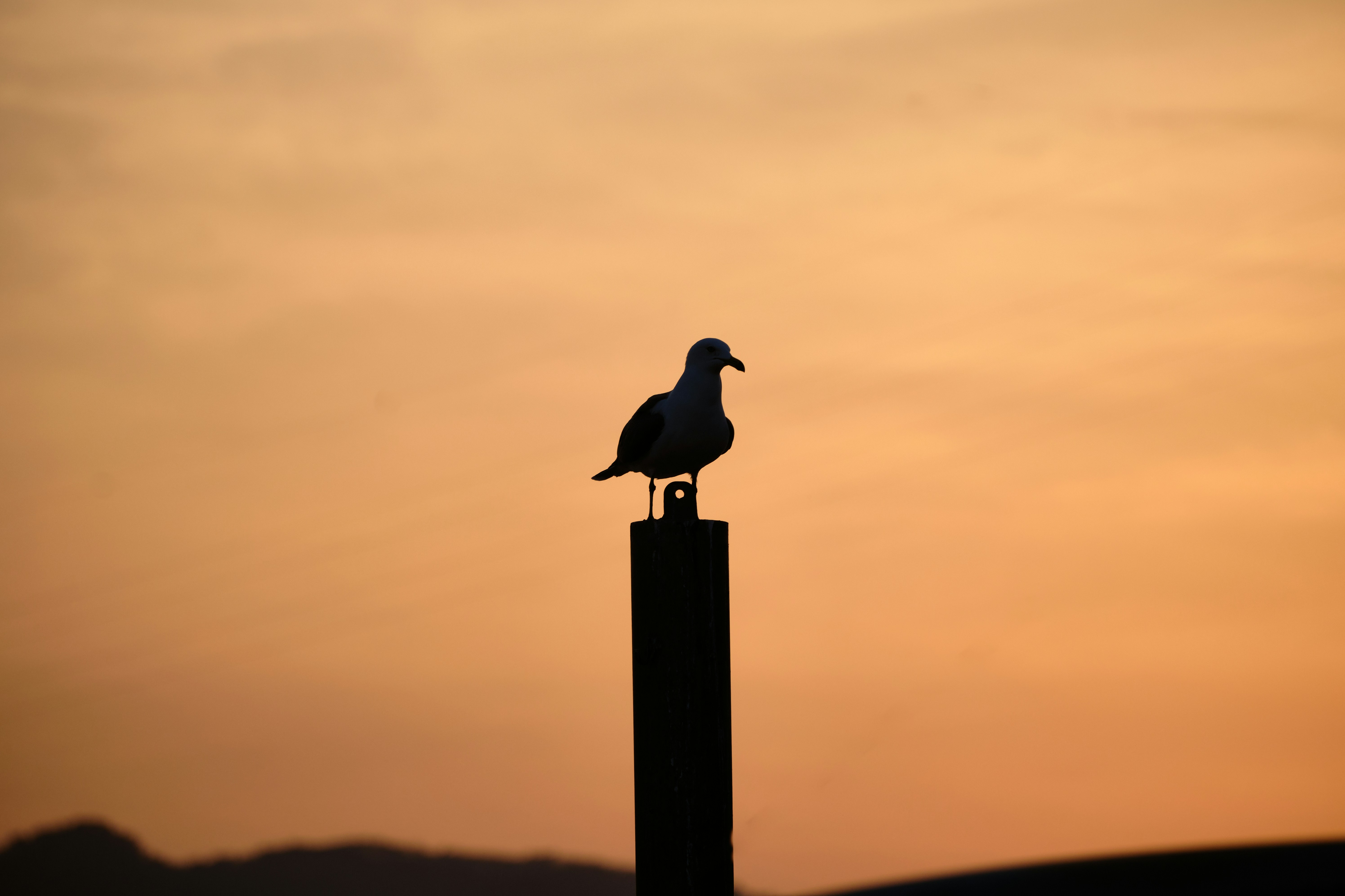 Photo by the1stcircle