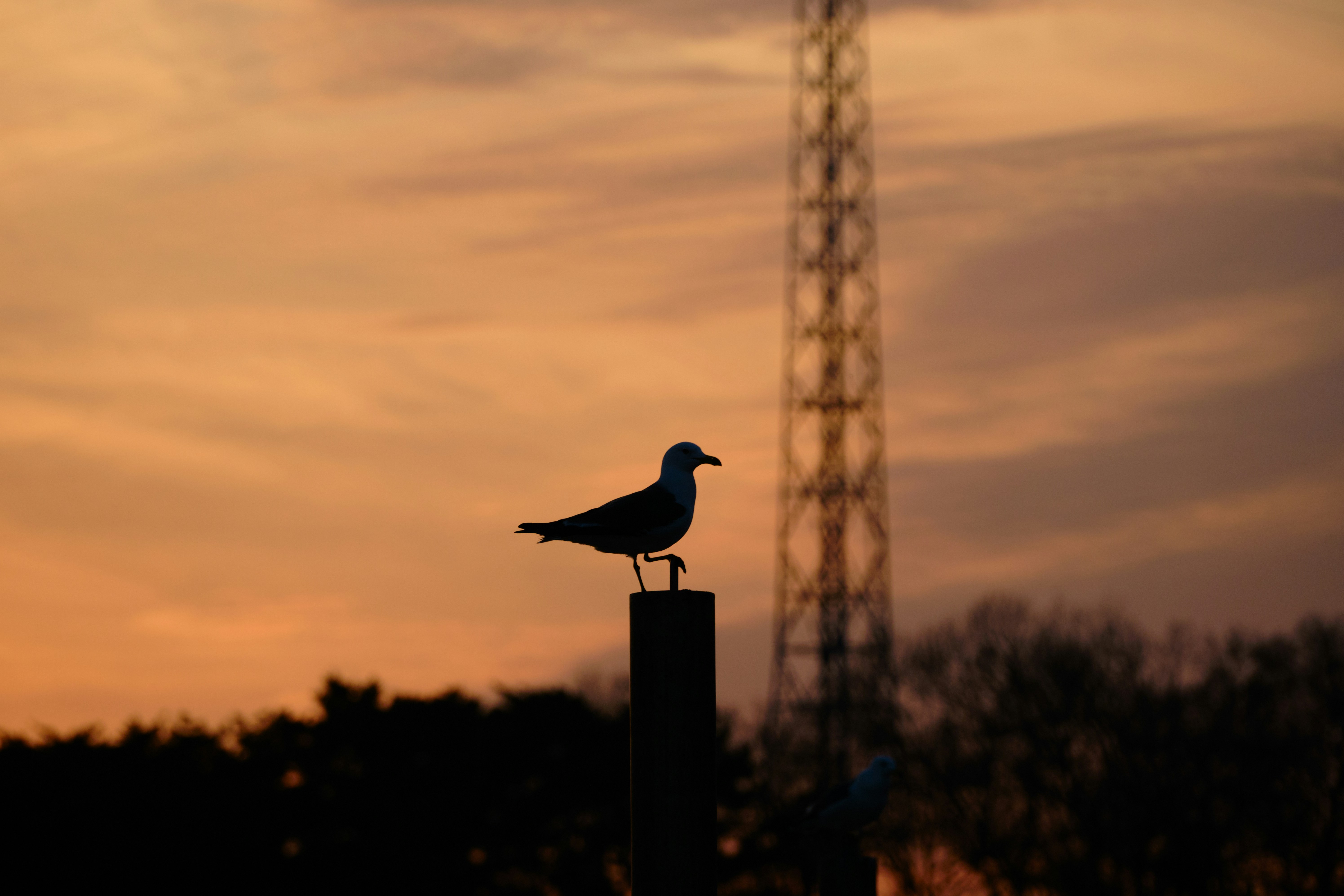 Photo by the1stcircle