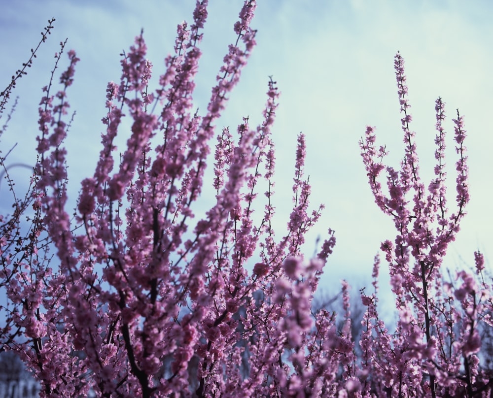 a bunch of purple flowers in a field