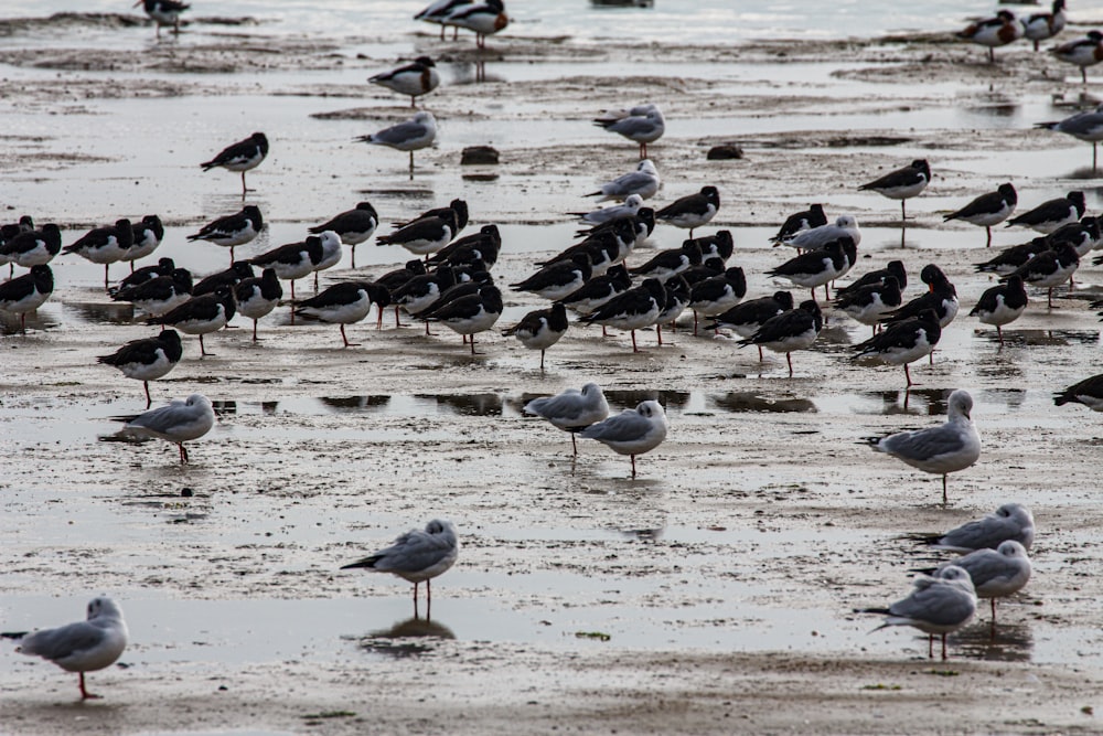 a flock of birds standing on top of a wet beach