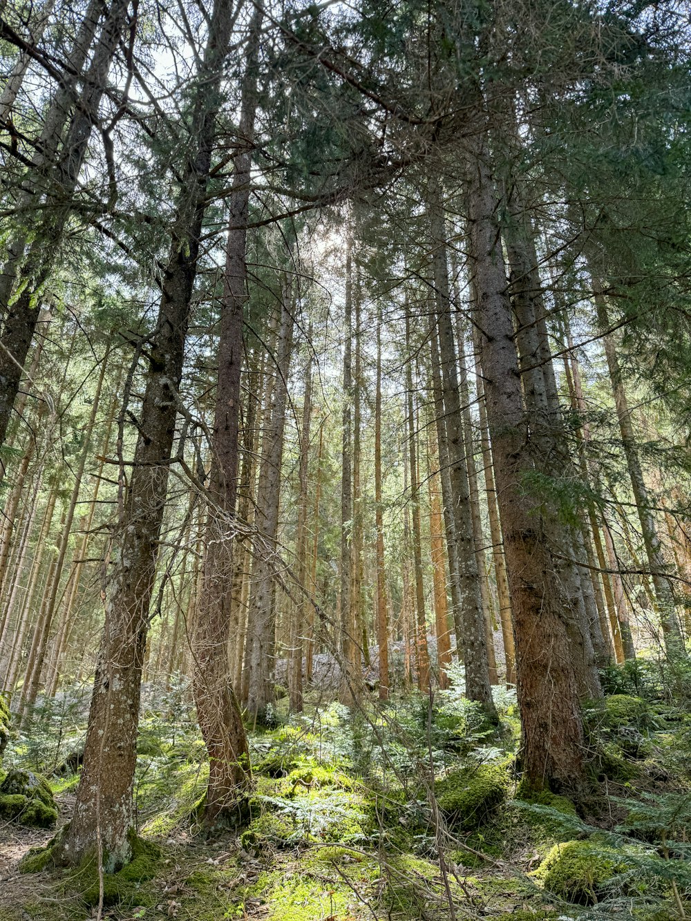 Ein Wald mit vielen hohen Bäumen