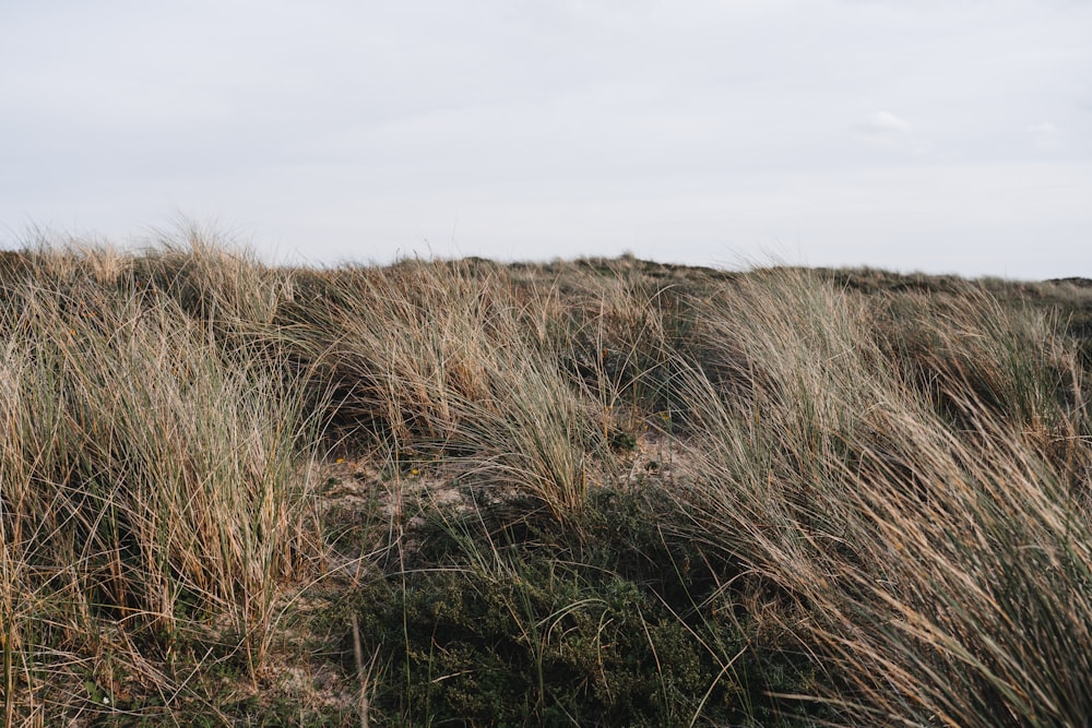 a field of tall grass on a cloudy day