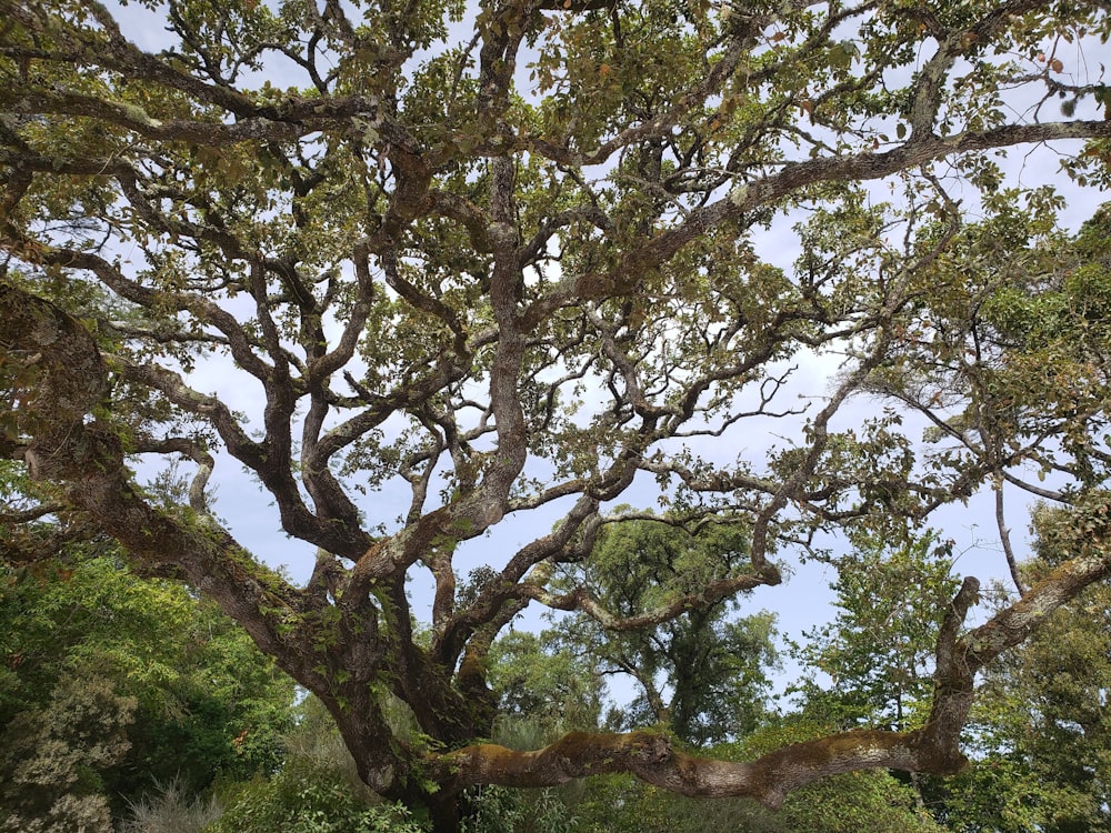 a giraffe standing under a large tree in a forest