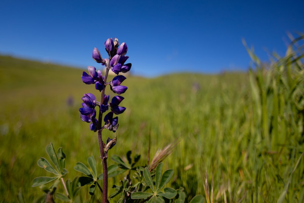 a purple flower in a field of green grass