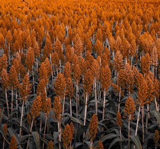 a field of orange flowers in the middle of the day