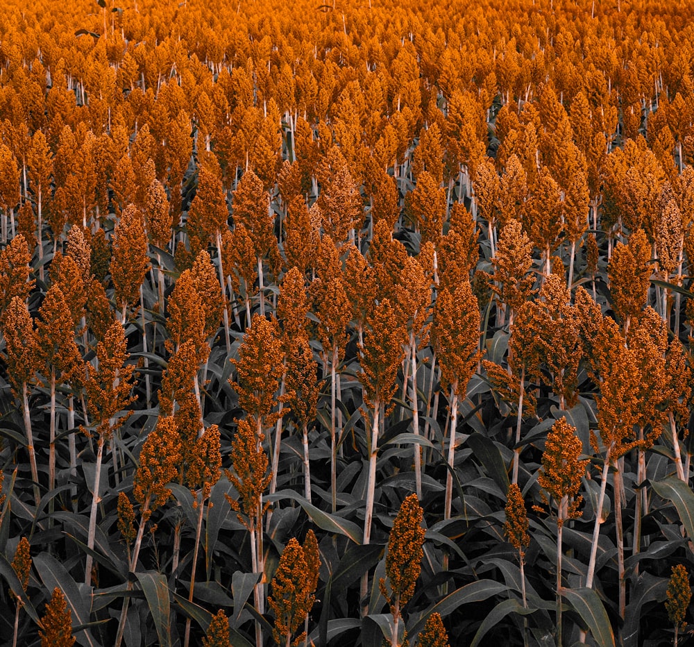 a field of orange flowers in the middle of the day
