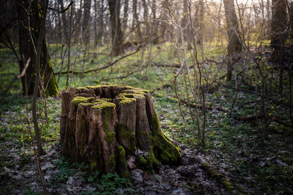 a tree stump with moss growing on it in a forest