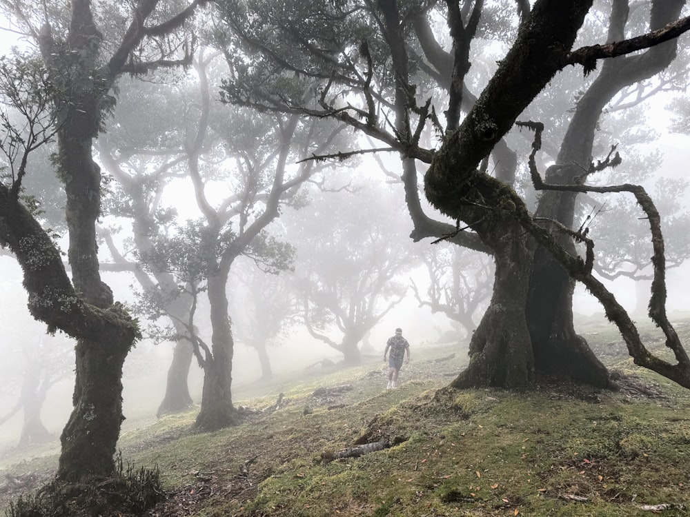 a person walking through a foggy forest