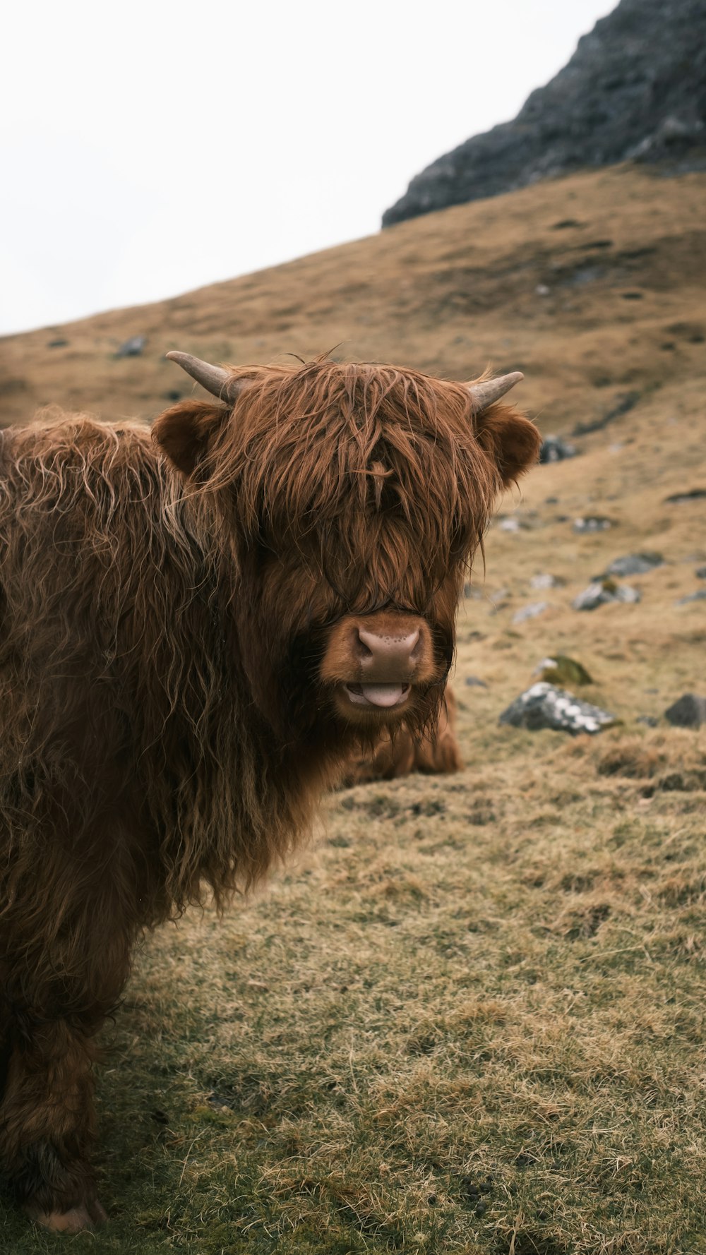 a brown cow standing on top of a grass covered hillside