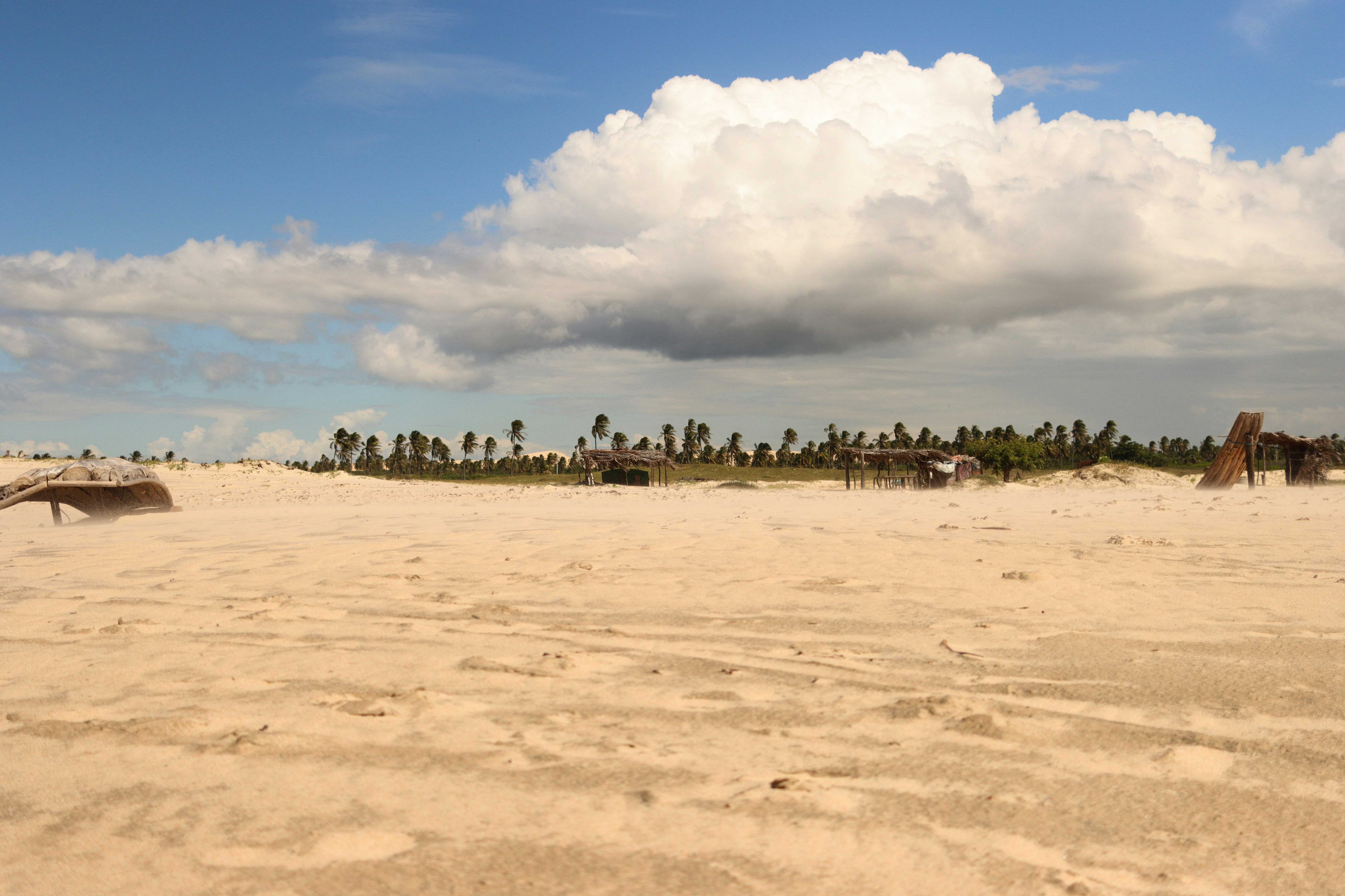 a group of giraffe standing on top of a sandy beach