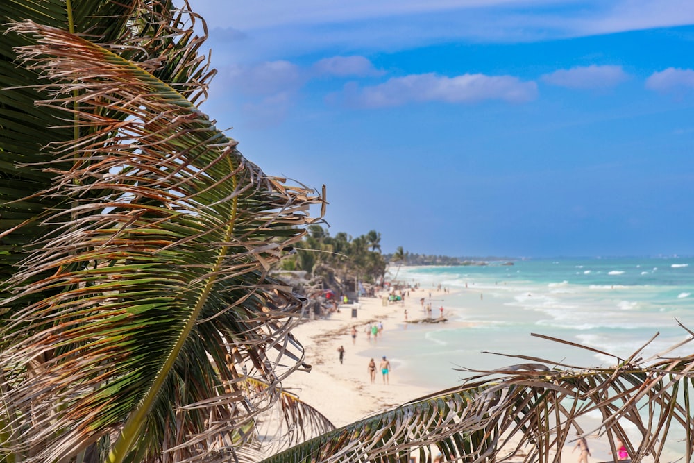 a sandy beach with palm trees and people on it