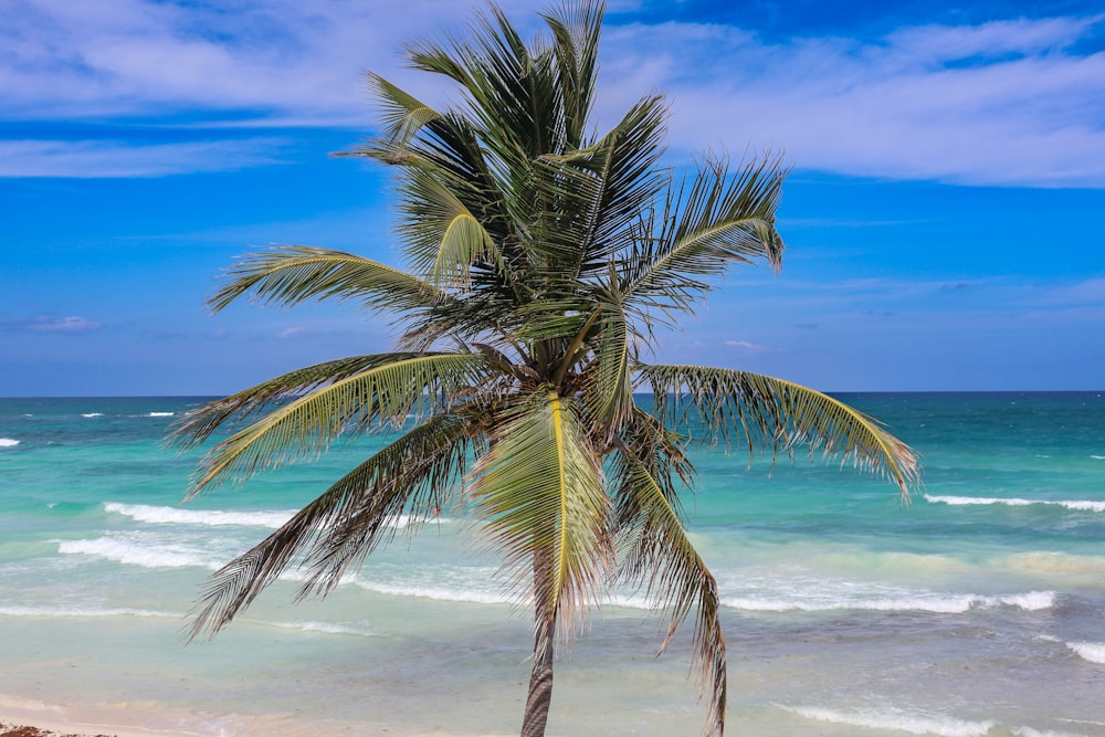a palm tree on the beach with the ocean in the background