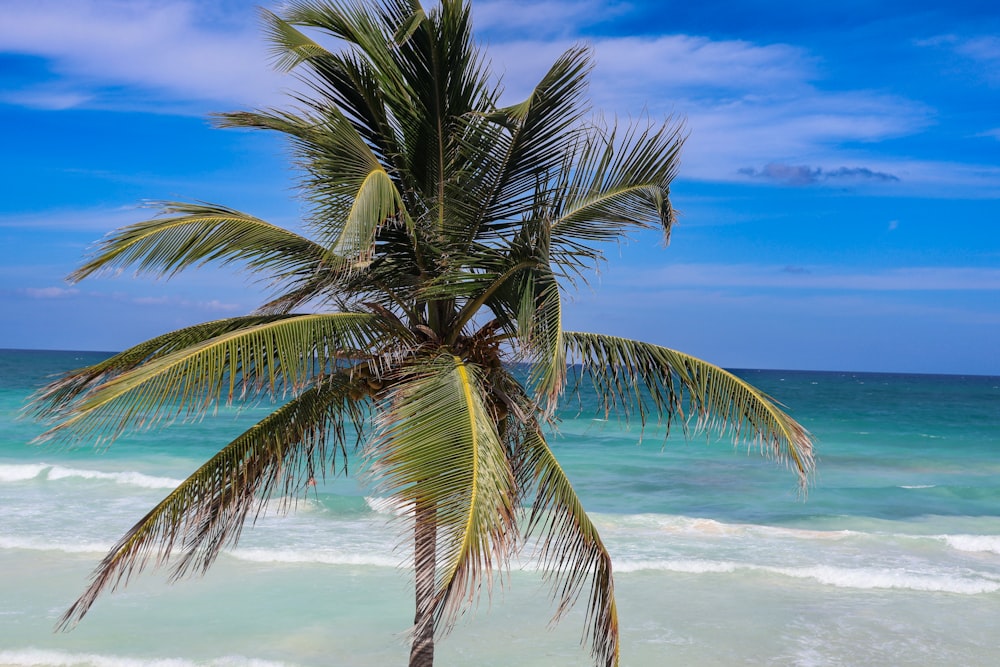 a palm tree on the beach with the ocean in the background