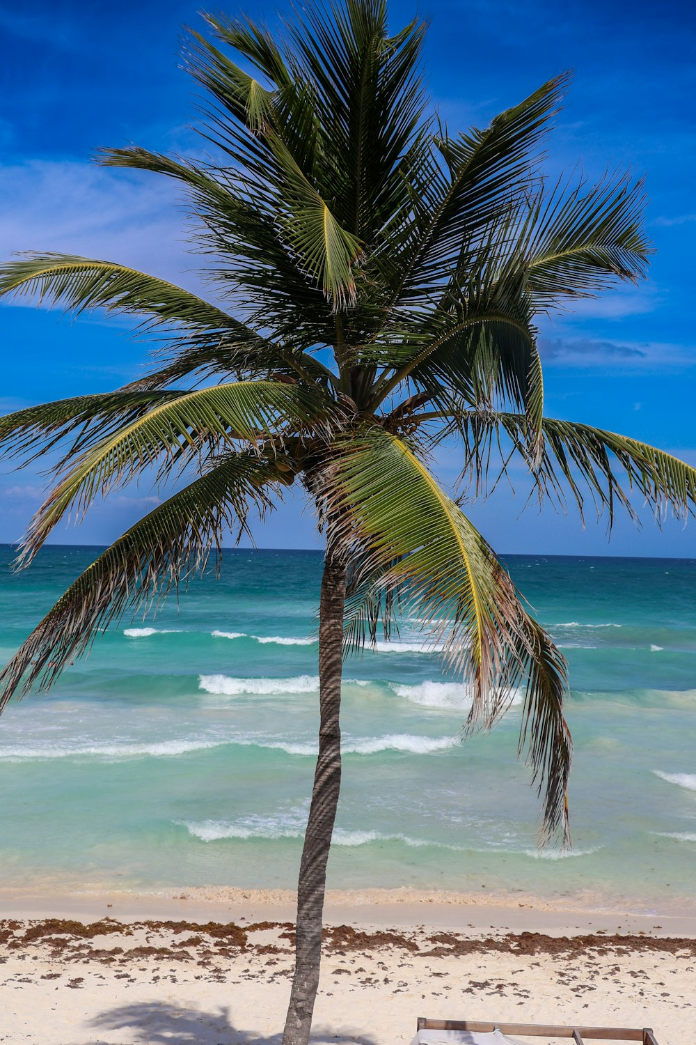 a palm tree on a beach with the ocean in the background