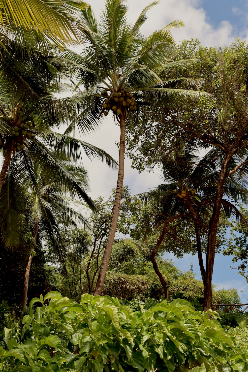 a couple of palm trees sitting next to each other