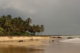 a sandy beach with palm trees on a cloudy day