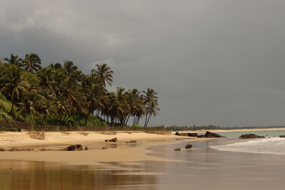 una playa de arena con palmeras en un día nublado
