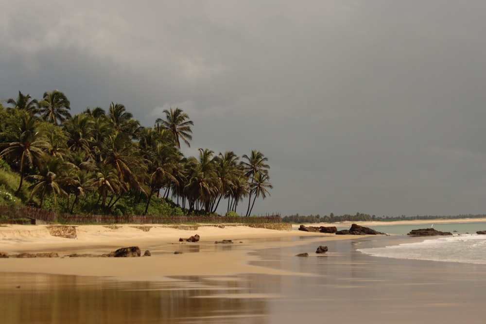 a sandy beach with palm trees on a cloudy day