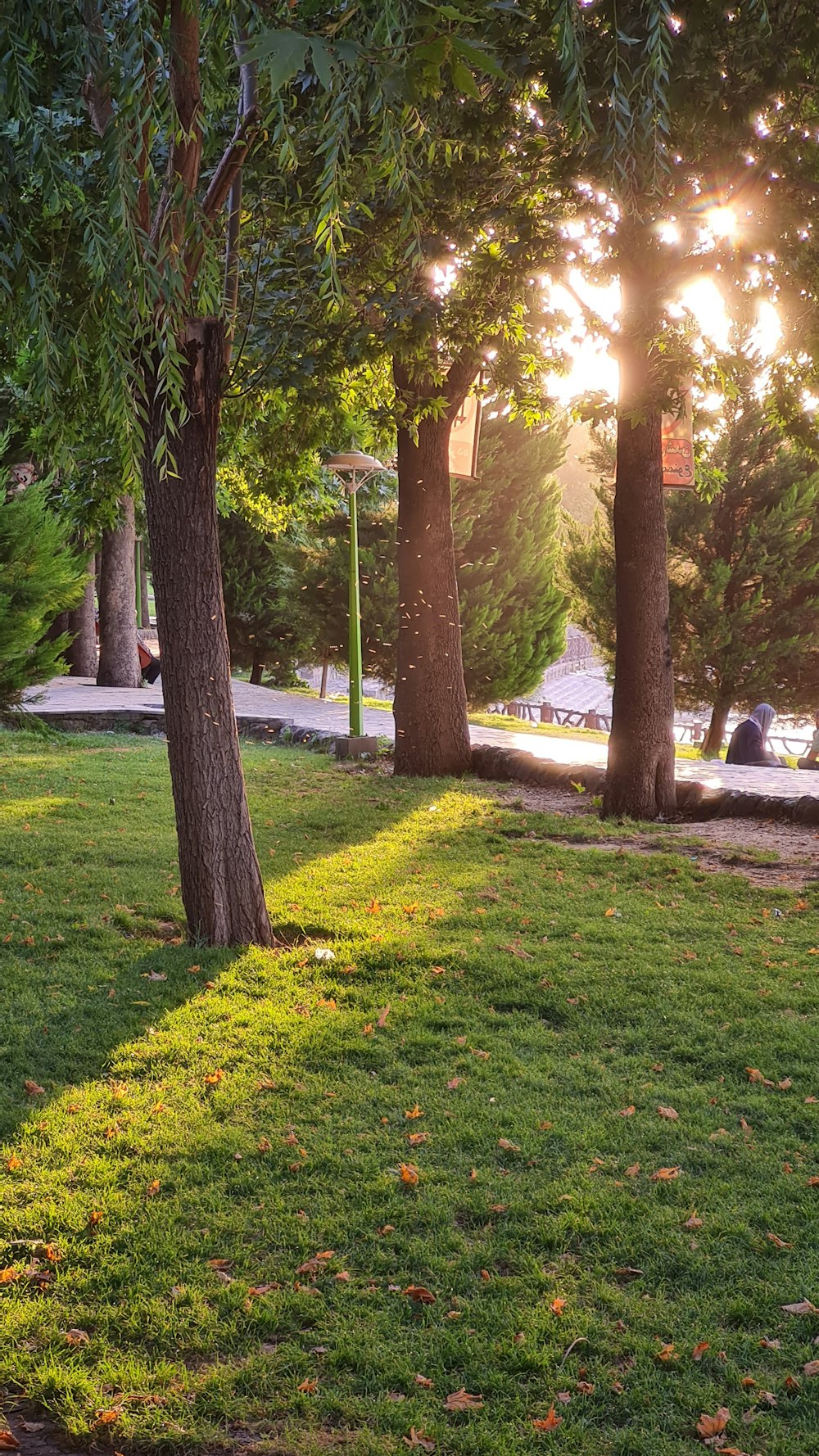 the sun shines through the trees in the park