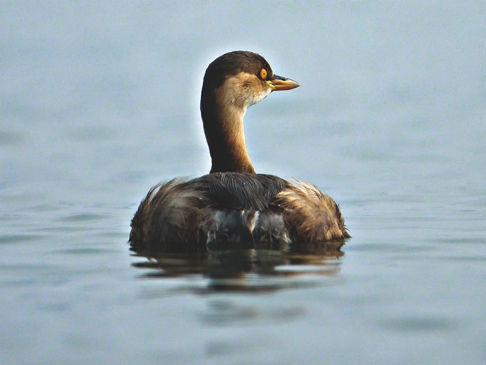 a duck floating on top of a body of water
