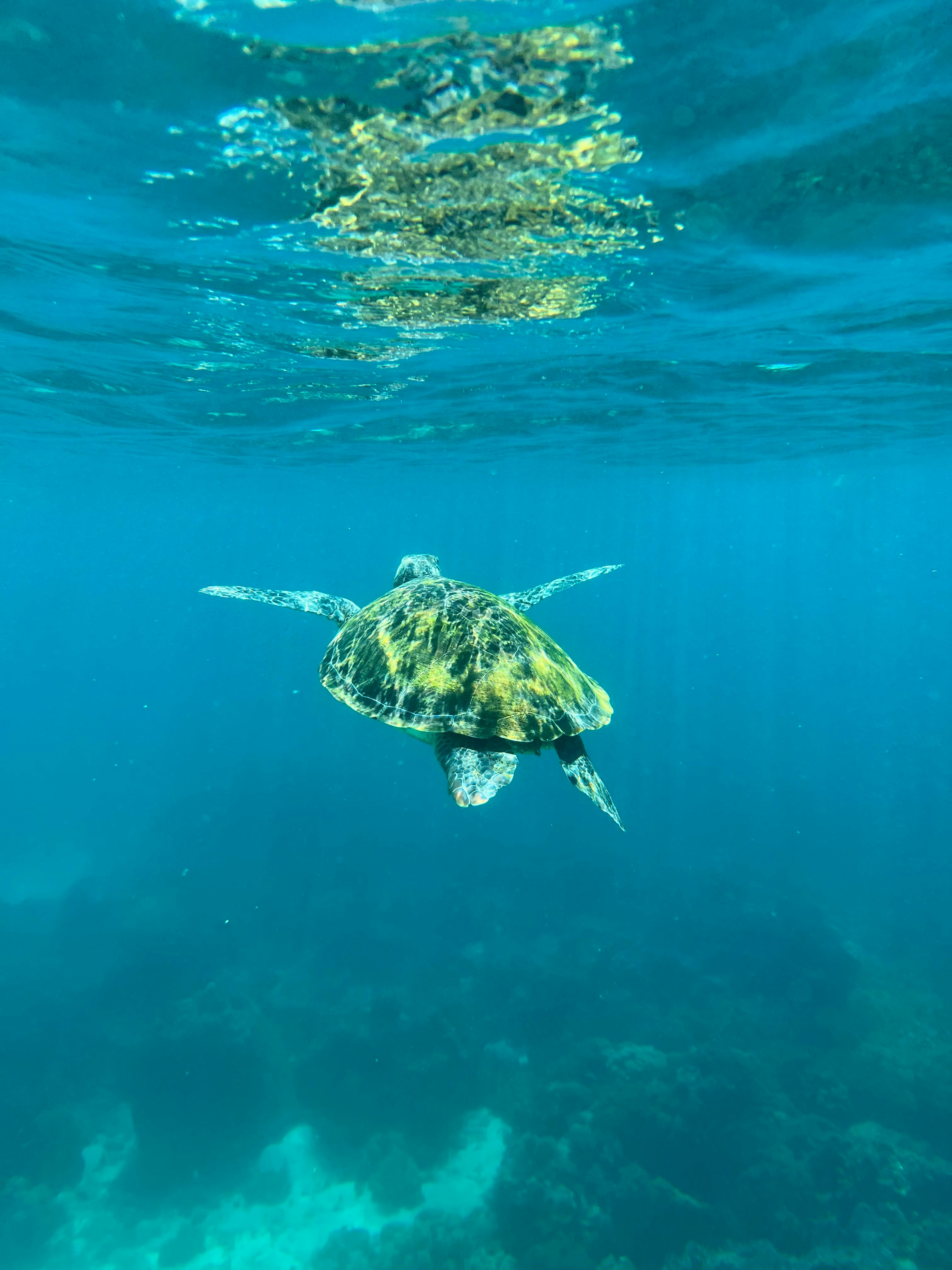 Photo by siamialtrice_