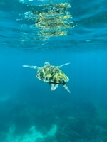 a turtle swimming in the ocean with its head above the water