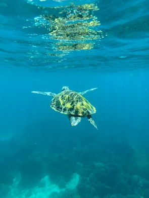 a turtle swimming in the ocean with its head above the water