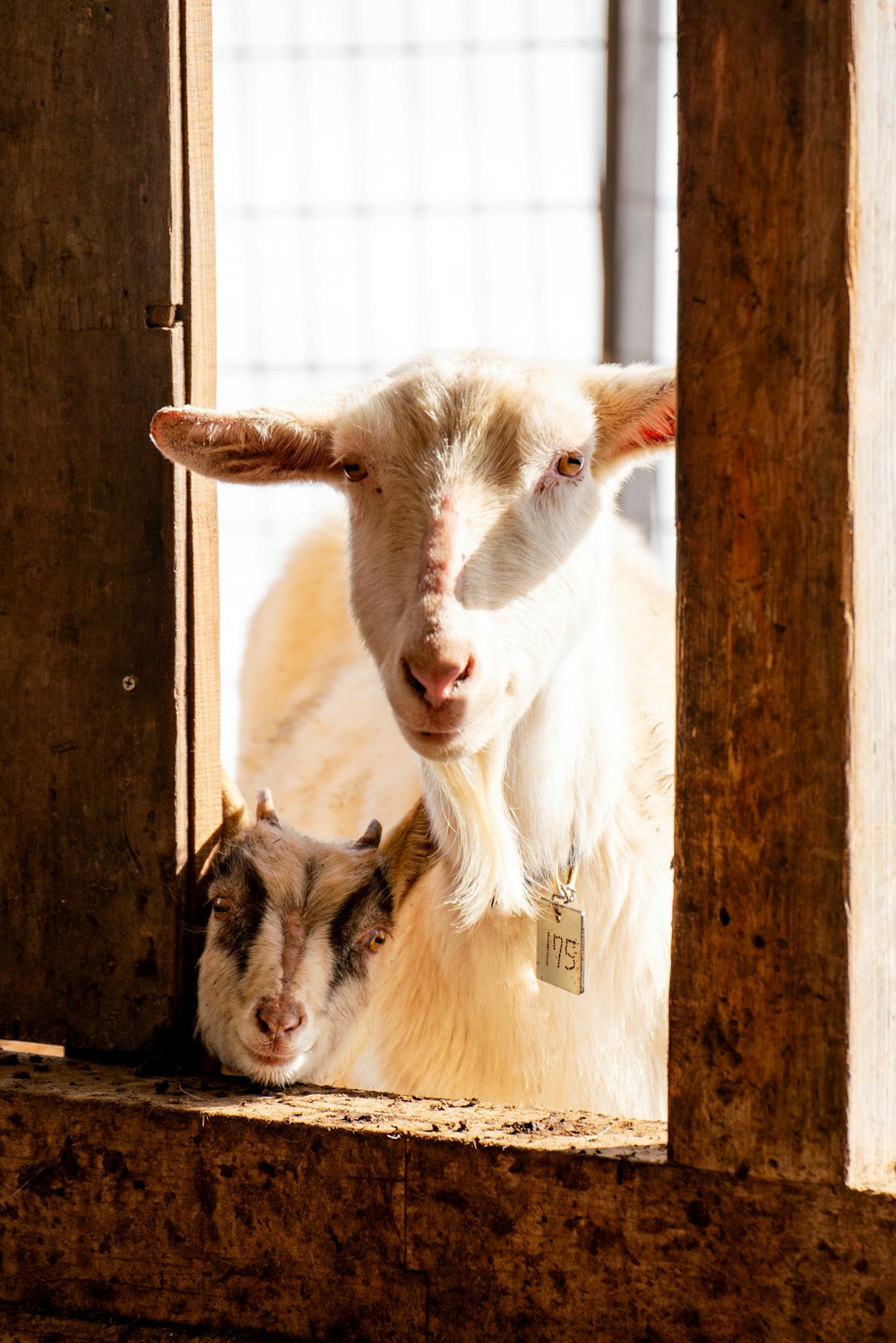 a goat and a goat laying down in a barn