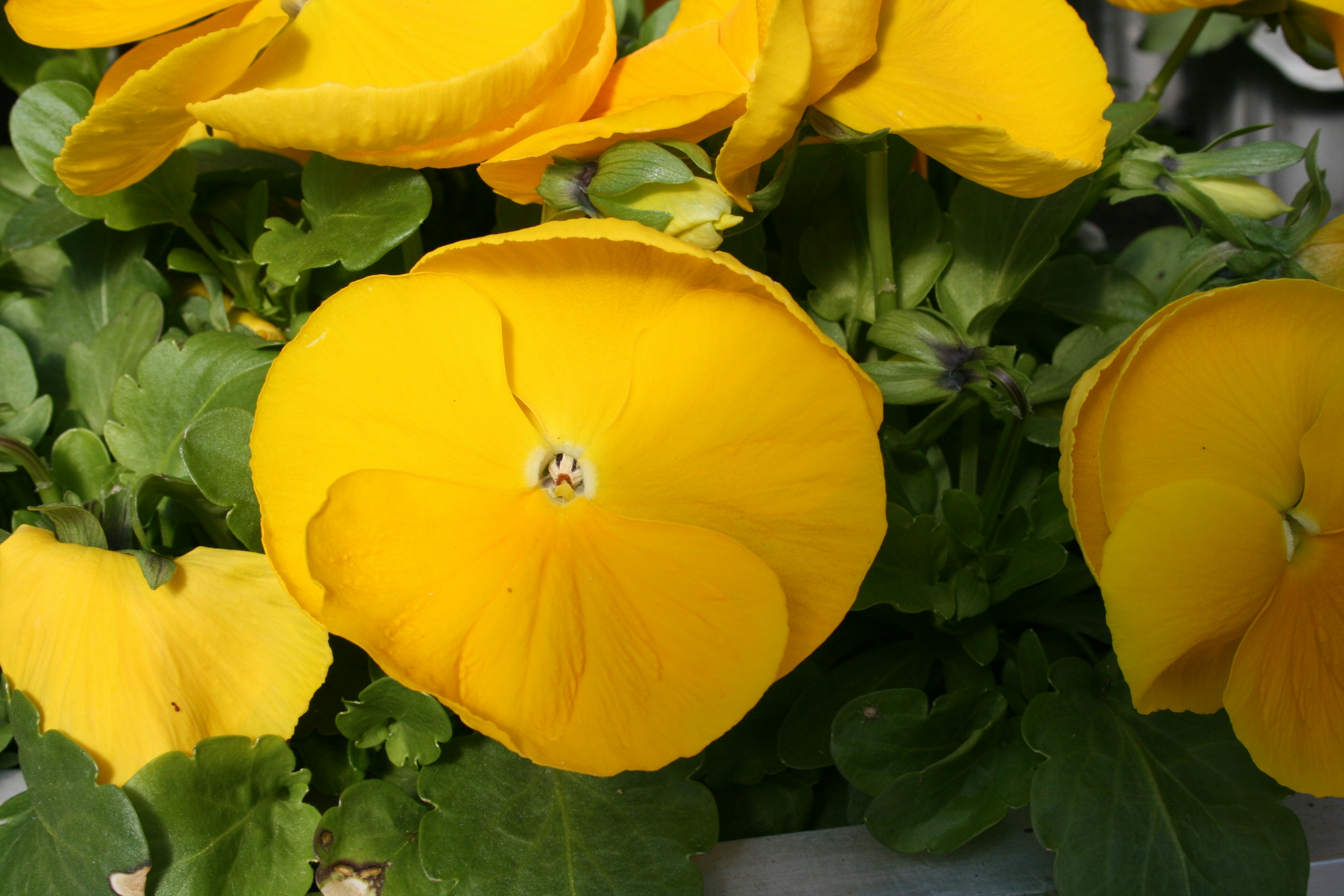 a bunch of yellow flowers with green leaves