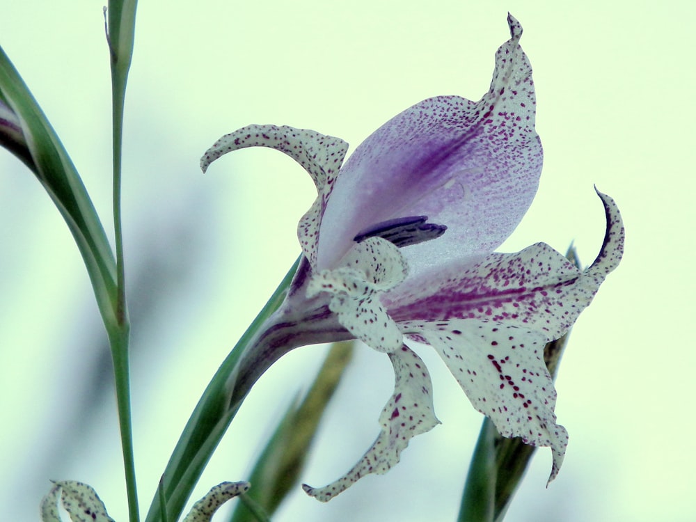 a close up of a flower with a sky background