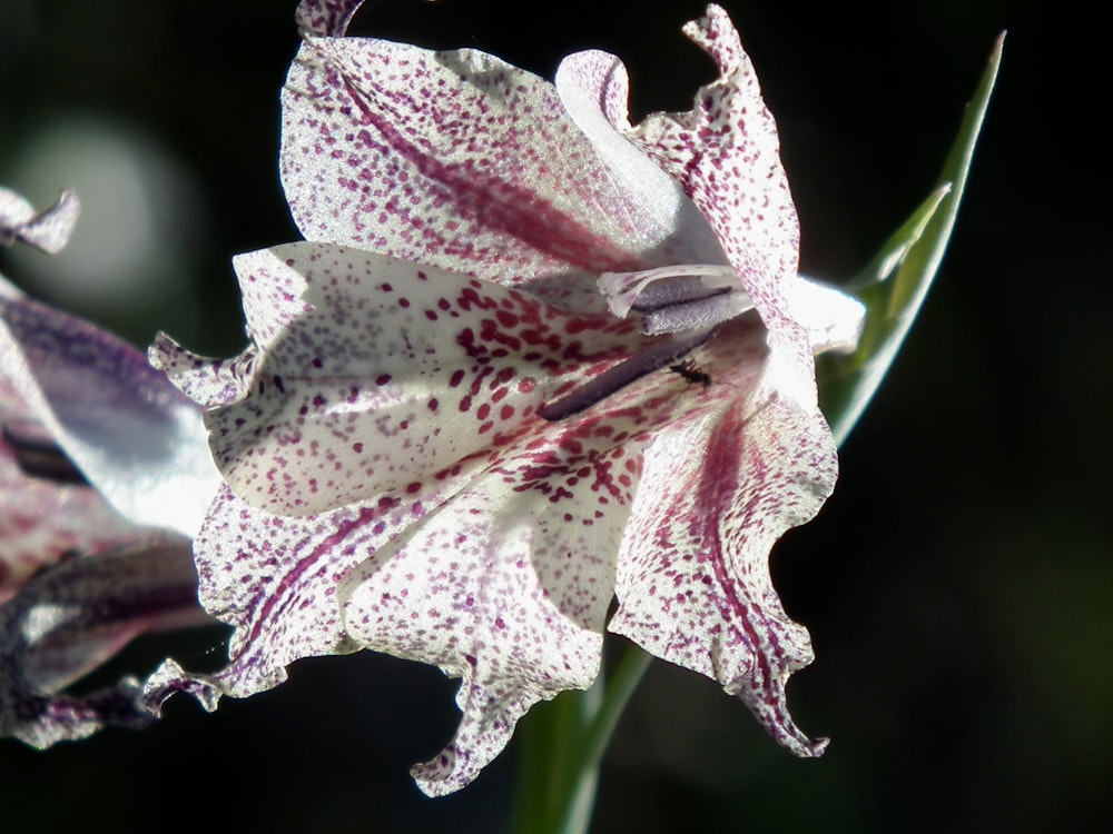 a close up of a flower with a blurry background